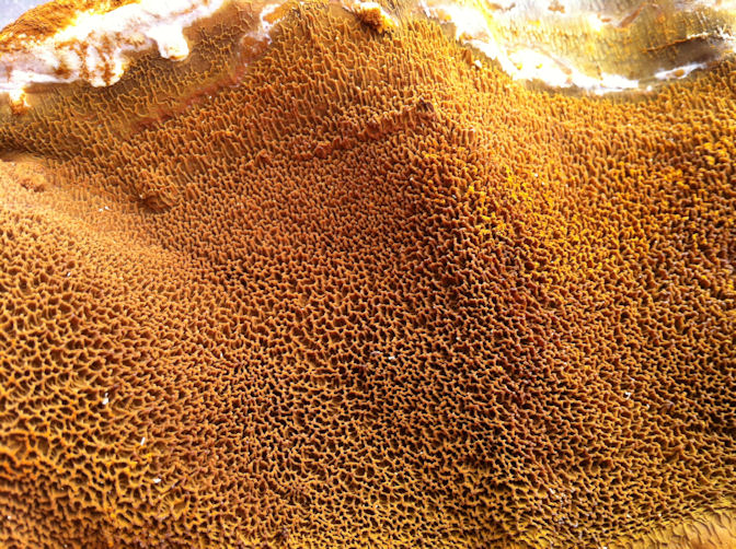 Close-up-of-dry-rot-fruiting-body
