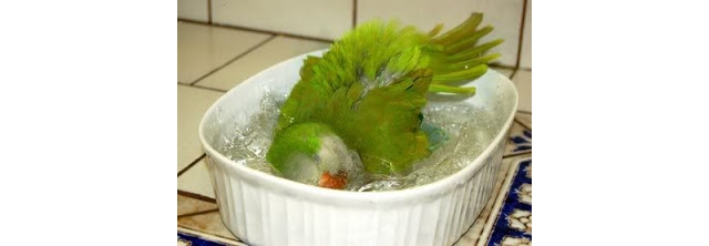 Funny Parrot_bathing-PADDED