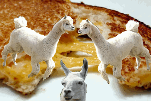 Llama-Grilled-Cheese-GIF