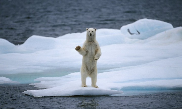 Polar bear