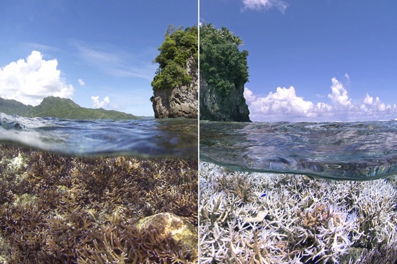 coral-bleaching-catlin-seaview-1