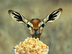 deer-eating-popcorn[1]