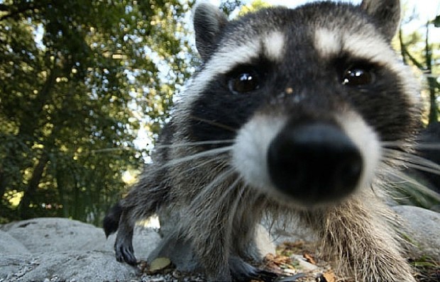 racoon-620x398
