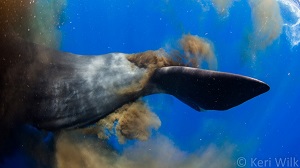 whale5