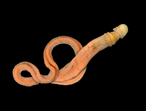Glossobalanus sarniensis is an acorn worm, belonging to a group of hemichordates called Enteropneusta. They are considered to be intermediary between invertebrates and vertebrates. They have soft, fragile and worm-like bodies and live buried in sand. They are filter-feeders, have an acorn-like proboscis and they breathe by means of gills.