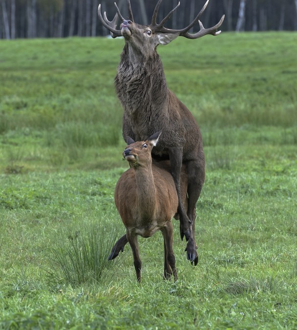 Deer