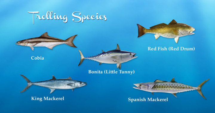 GulfCoast_TrollingSpecies
