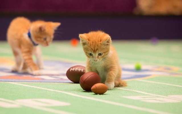 Kitten-Bowl-Boomer-Esiason-Commissioner