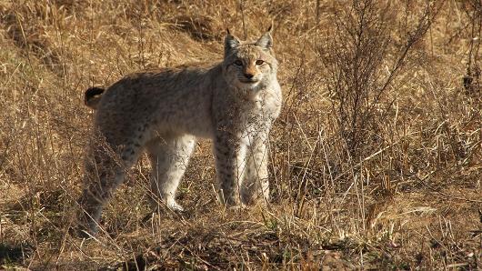 Lynx