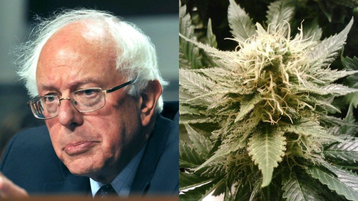 bernie-sanders-marijuana-president-hbtv-hemp-beach-tv-2015