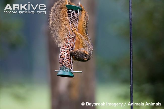 eastern-fox-squirrel-on-a-peanut-feeder