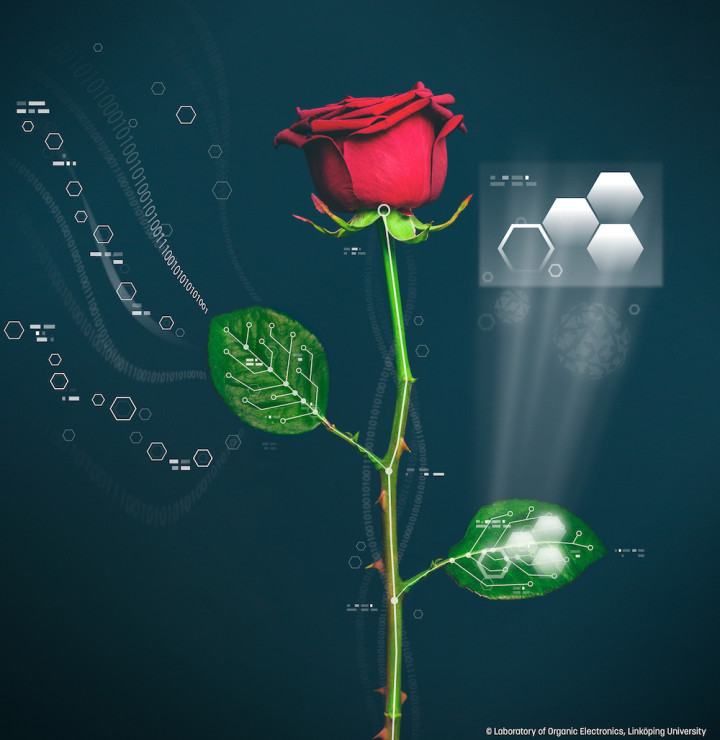 electronic-rose