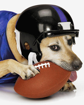 football-dog