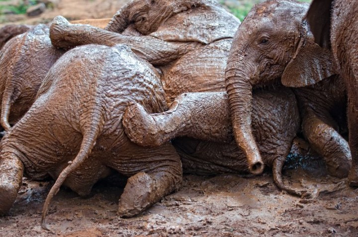 mud-fight-elephants[1]