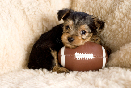 Six week old Yorkshire Terrier Puppy posing with a toy football, copy space