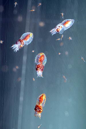 Octopus hatchlings