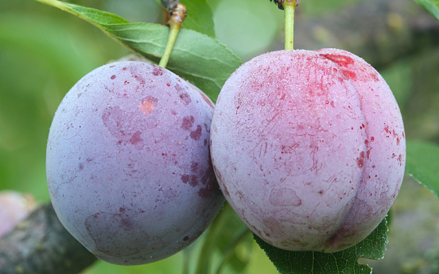 PLUMS