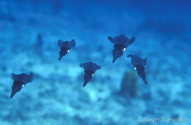 Reef Squid_sm