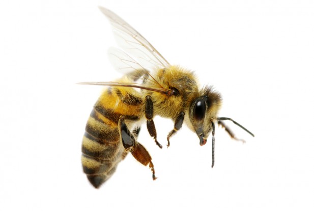 bee-stings-shutterstock_107138072-617x416