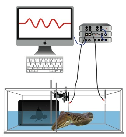 cuttlefish-ephys[1]