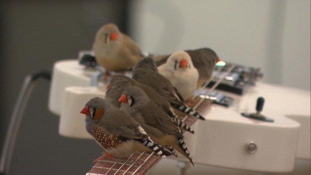 guitarbirds[1]