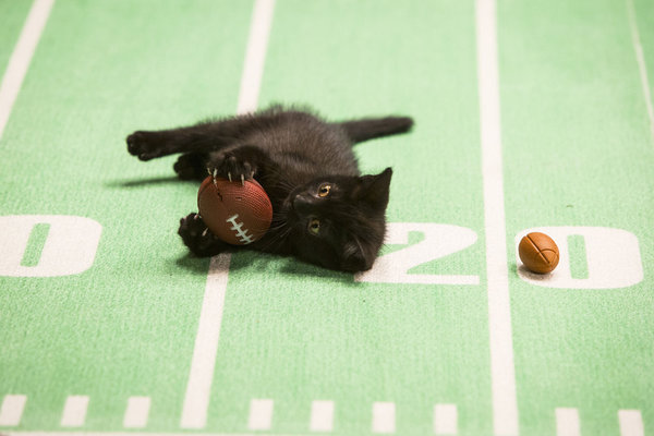 KITTEN BOWL II - Attention, sports fans! Hallmark Channel announces a brand new tradition that is sure to become the most talked about big game on television! On Sunday, February 2, 2014 starting at 12/11c, Hallmark Channel opens its stadium doors to the greatest feline showdown in cable television history, "Kitten Bowl," a three-hour Hallmark Channel Original Special featuring the world's most adorable - and adoptable - kittens in the mother lode of cat agility competition.  Photo Credit: Copyright 2014 Crown Media United States LLC/Photographer:Marc Lemoine