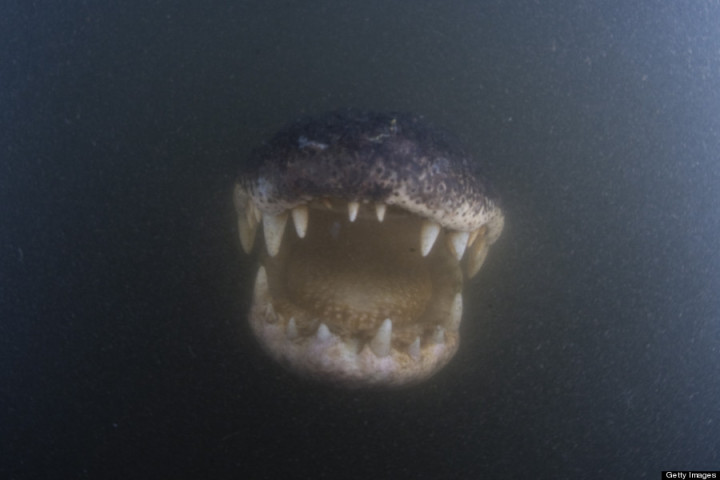 FLORIDA EVERGLADES, FL - UNDATED: *** EXCLUSIVE *** American Alligator pictured at Everglades National Park, Florida. These spectacularly close up alligator pictures were taken by a wildlife photographer brave enough to jump in a lake swarming with the wild reptiles. Jim Abernethy, 52, from Florida even literally played snap with one of the beasts- which he nicknamed, Fluffy- by mimicking the way alligators square up to each other in the wild. While totally submerged in a lake in the wild marshland of the Florida everglades Jim raised his arm above the water like an alligator would raise its jaws to provoke Fluffy into opening his mouth for the "killer shot." Luckily for Jim the 200 pound snapper did not choose to clamp her razor sharp teeth on his arm. Jim was also able to get heart stopping pictures of the amphibious hunters looming from the deep. Alligators are at their most unpredictable and dangerous while underwater. (Photo by James Abernethy / Barcroft Media / Getty Images)