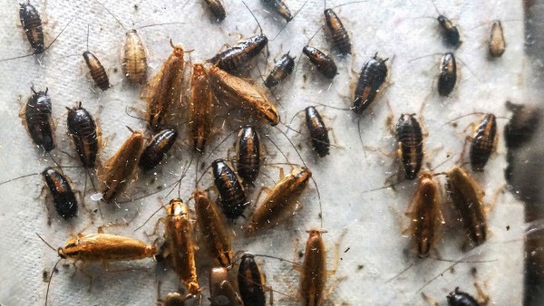 sn-roaches