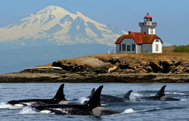 whalesmtbakerlighthouse-cropped-620x400[1]