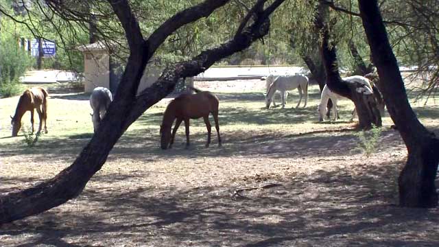 wildhorses
