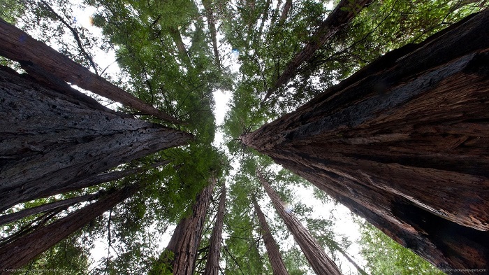 Big Trees Wallpapers (3)