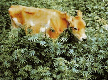 Cow_grazes_pot2MO[1]