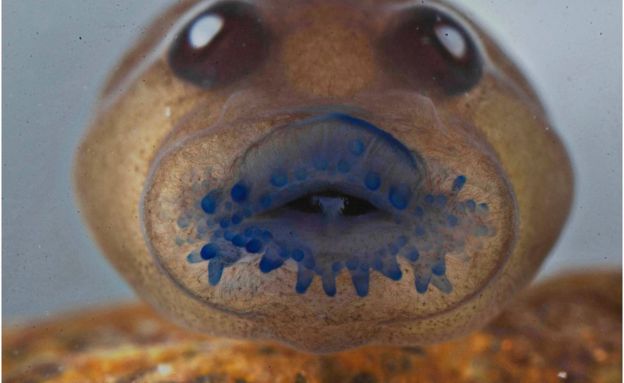 Frog blue lips