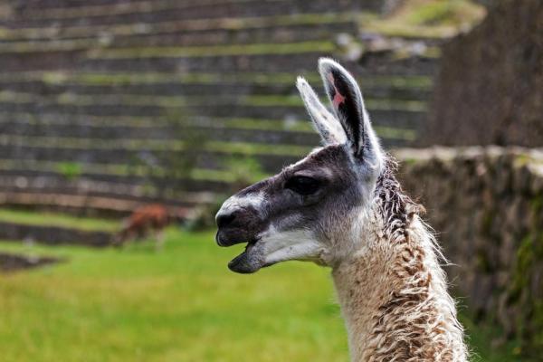 Green-Bay-mayor-to-display-Lucky-Llama-on-New-Years