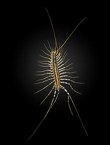 Scutigera_coleoptrata_MHNT