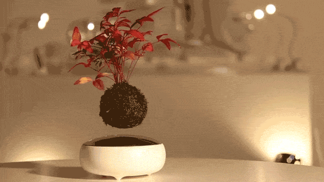 bonsai[1]