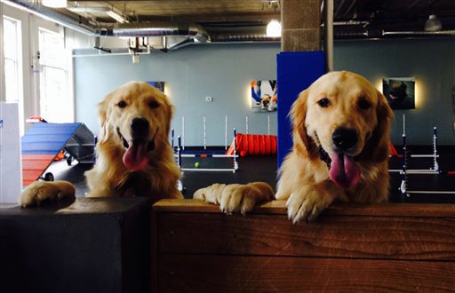 This photo taken April 1, 2015, and provided by Susan Horecki shows Snickers, right, and his sister Logan after passing her Denver Pet Partners therapy dog evaluation therapy dog during a visit with patients and staff at Rose Medical Center in Denver. If a golden retriever gives birth, gets stung by a bee or sprayed by a skunk, the dog's veterinarian wants to know. Scientists are studying the dogs to find out why their lifespans have gotten so short and why cancer has gotten so prevalent among them. (Marla Yetka via AP)