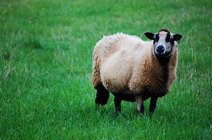 ewe