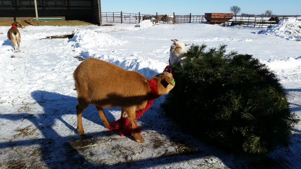 goat tree
