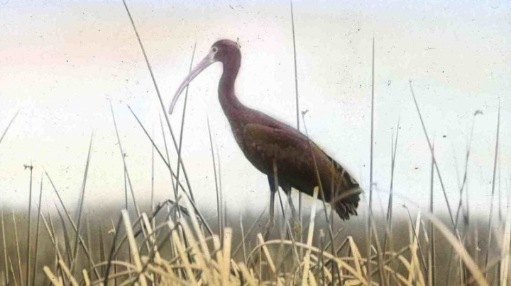 ibis