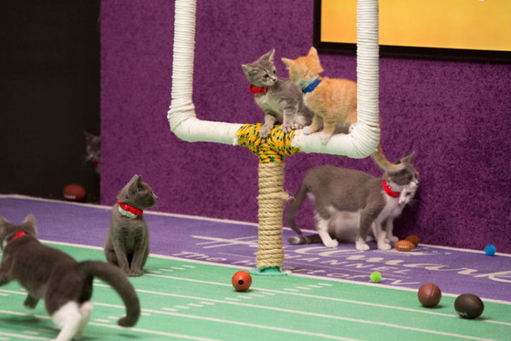 rs_560x374-150114153513-1024.kitten-bowl