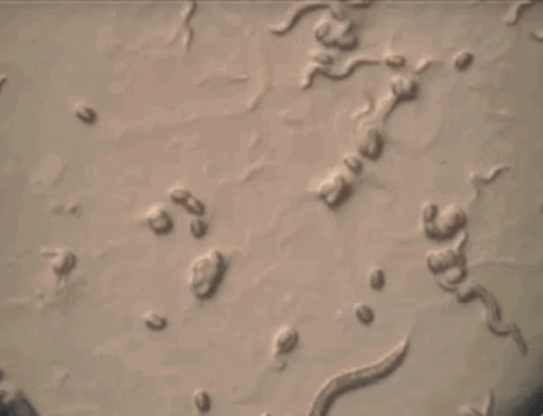 wormmovie