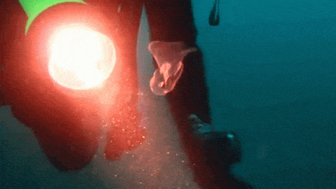 Gelatinous flying snail