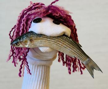 ObiefishSockPuppet