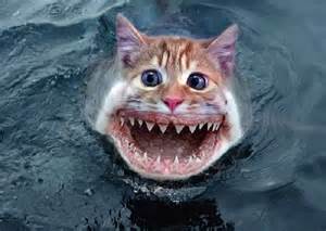 catfish