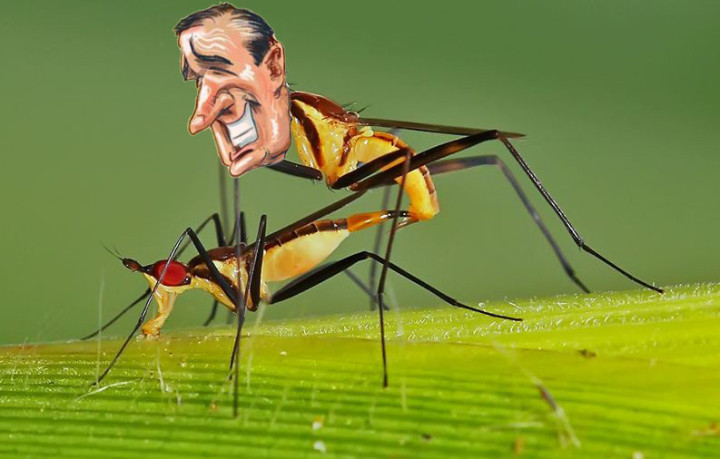 cruz screwing mosquito