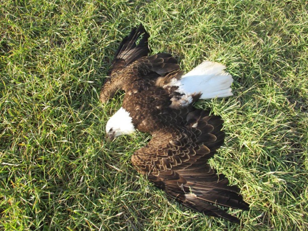 dead-eagle