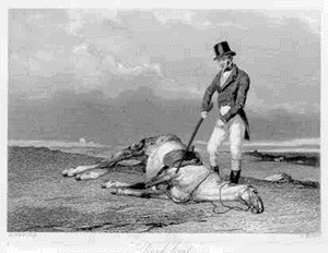 dead-horse[1]