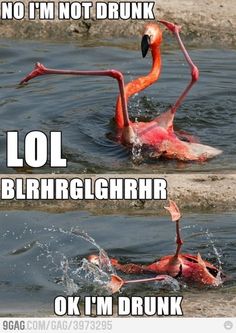drunk flamingo5245