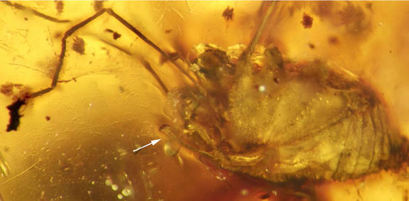harvestman-preserved-amber-2